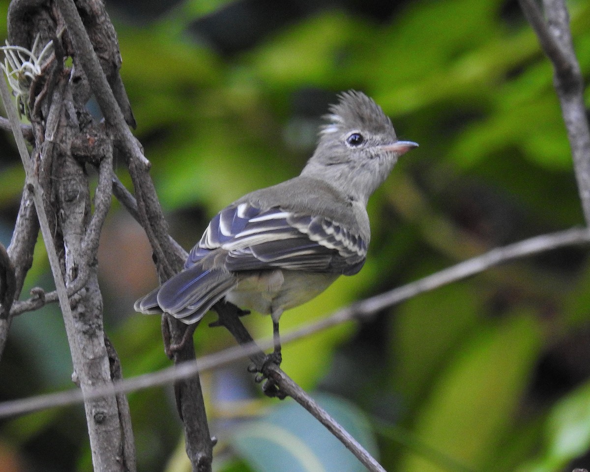 Yellow-bellied Elaenia - ML645971442
