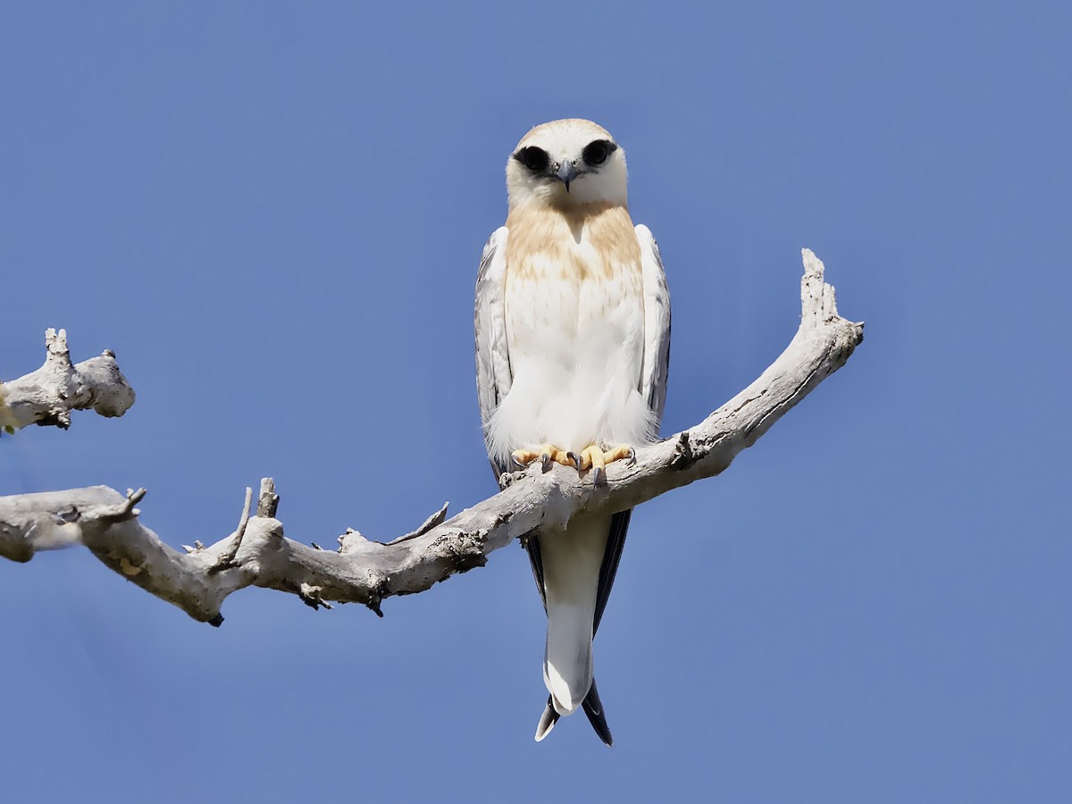 Black-shouldered Kite - ML645971445