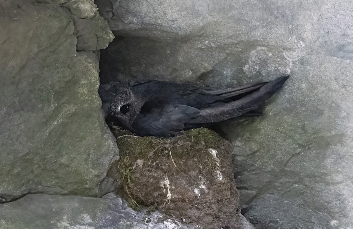 Black Swift - ML645971446