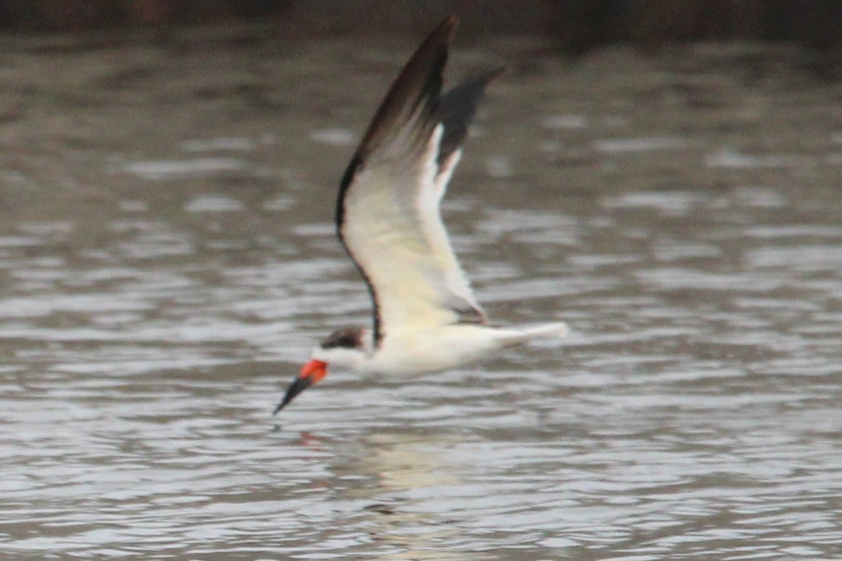 Black Skimmer - ML645971447