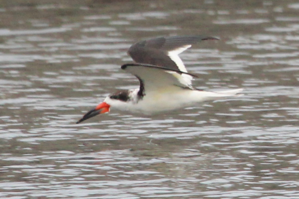 Black Skimmer - ML645971448