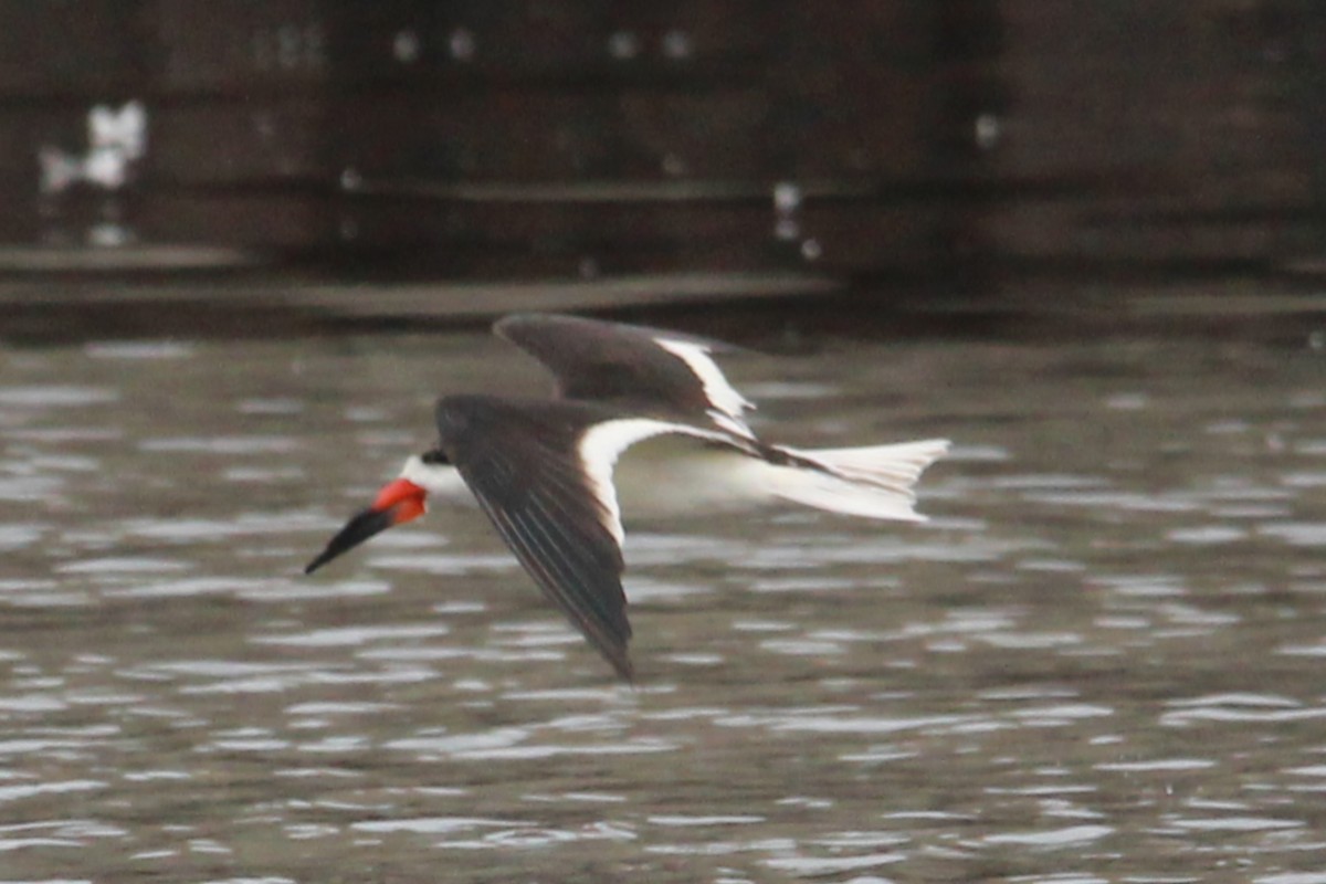 Black Skimmer - ML645971449