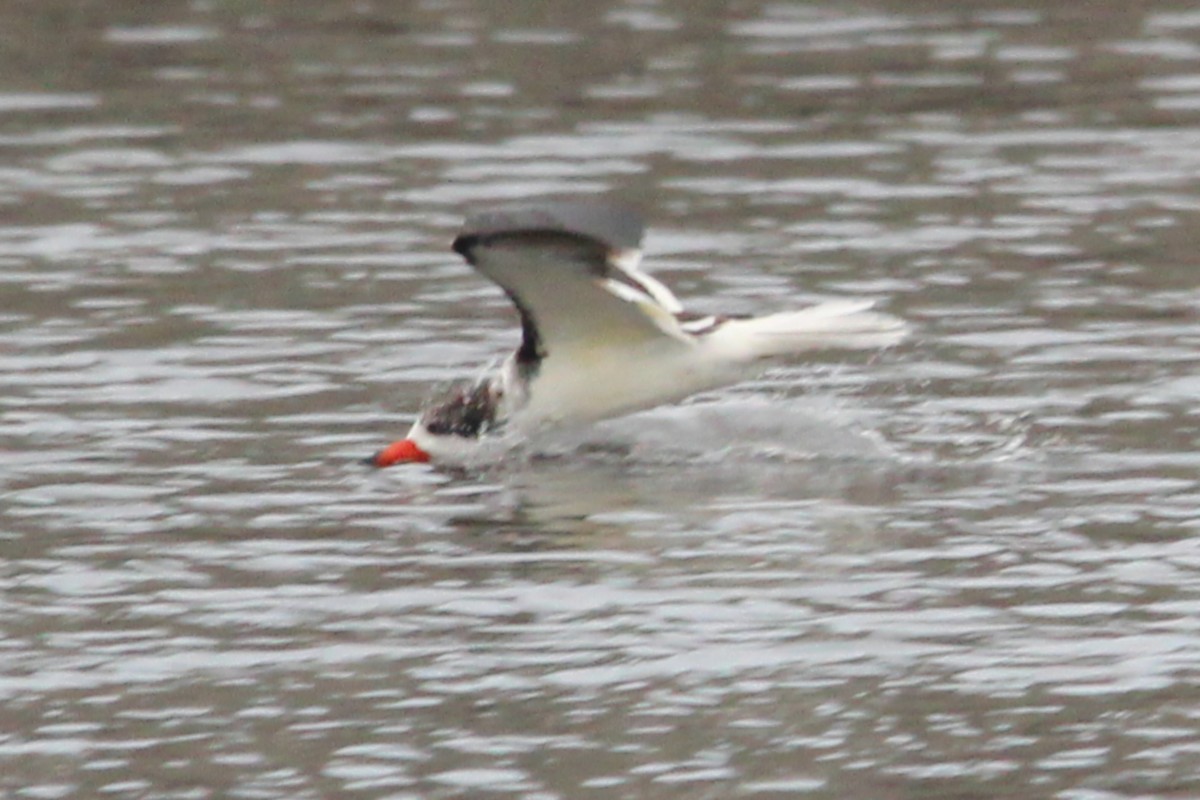 Black Skimmer - ML645971450