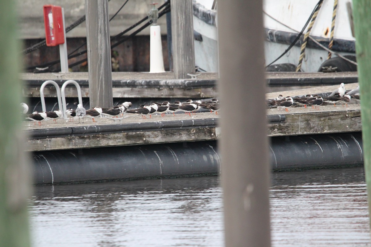 Black Skimmer - ML645971451