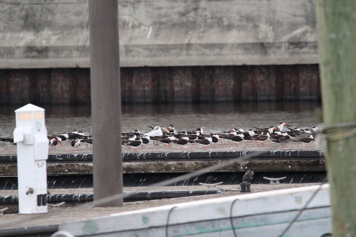 Black Skimmer - ML645971452