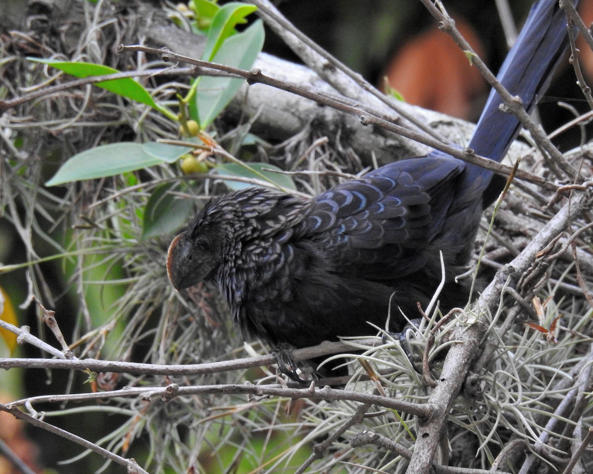 Smooth-billed Ani - ML645971453