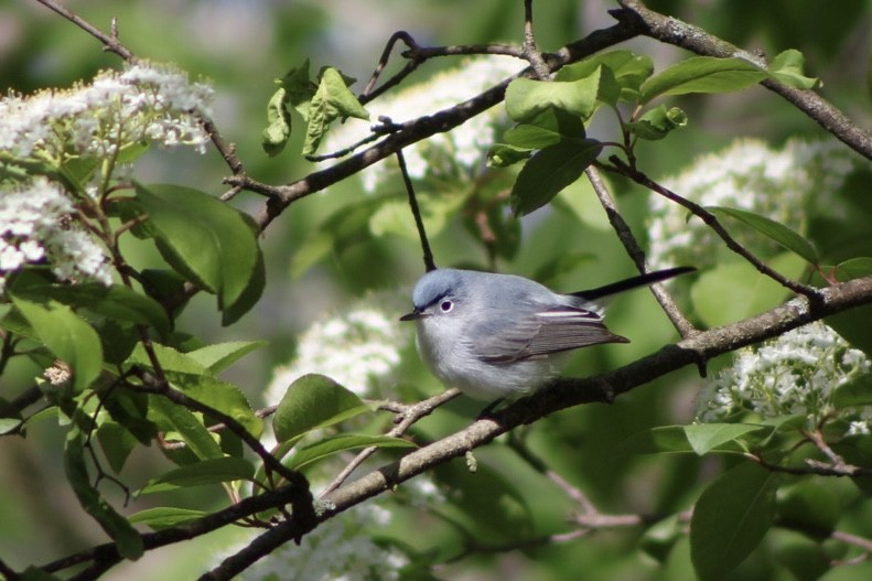 ברחשית כחלחלה - ML645971454