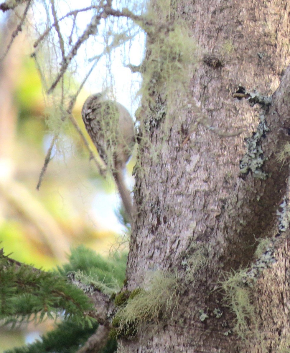 Brown Creeper - ML645971457