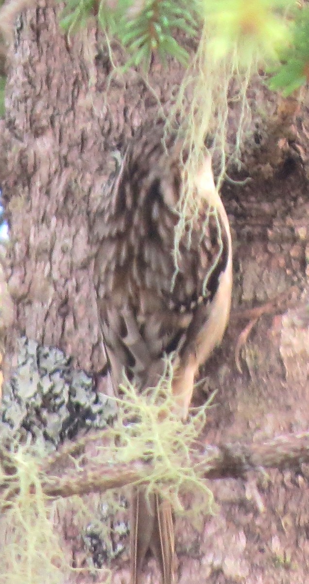 Brown Creeper - ML645971459
