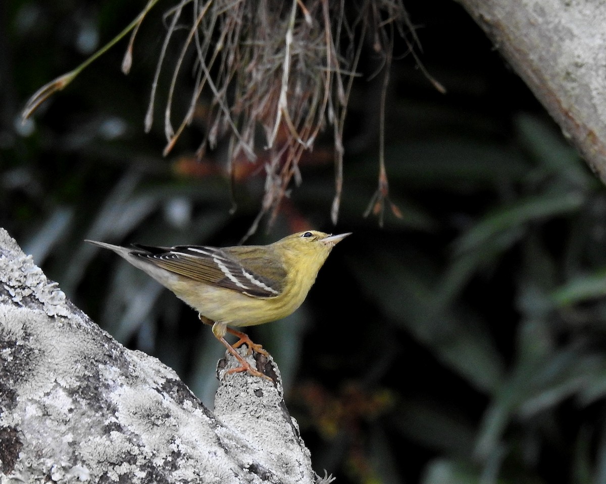 סבכון פסים - ML645971460