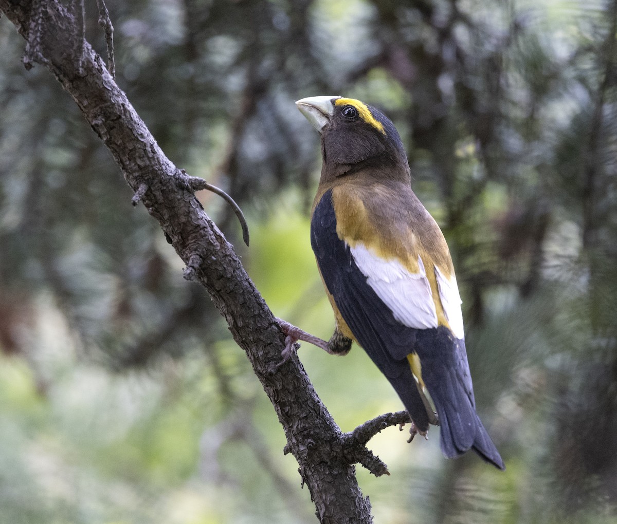 עב-מקור ערב - ML645971461