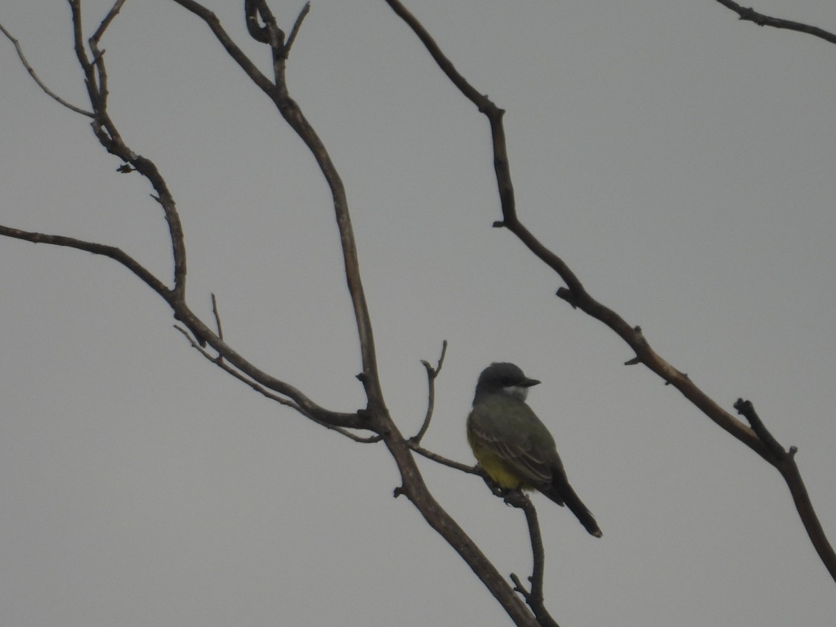 Cassin's Kingbird - ML645971463