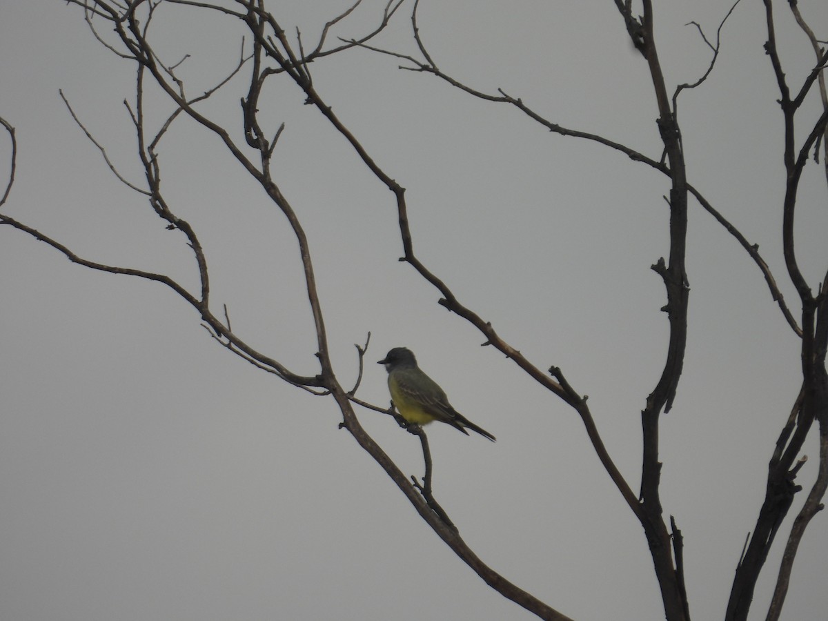 Cassin's Kingbird - ML645971464