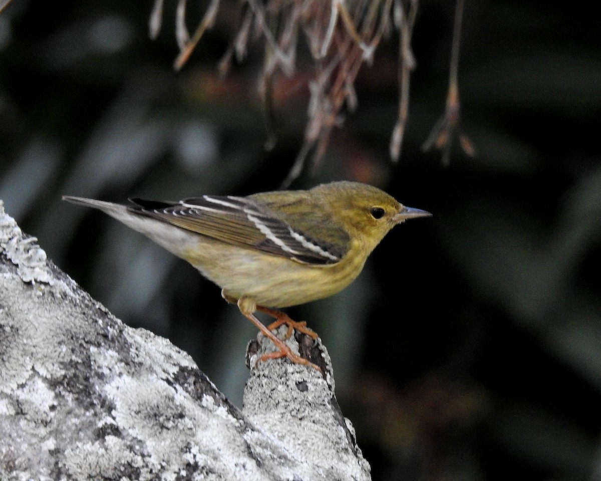 סבכון פסים - ML645971465