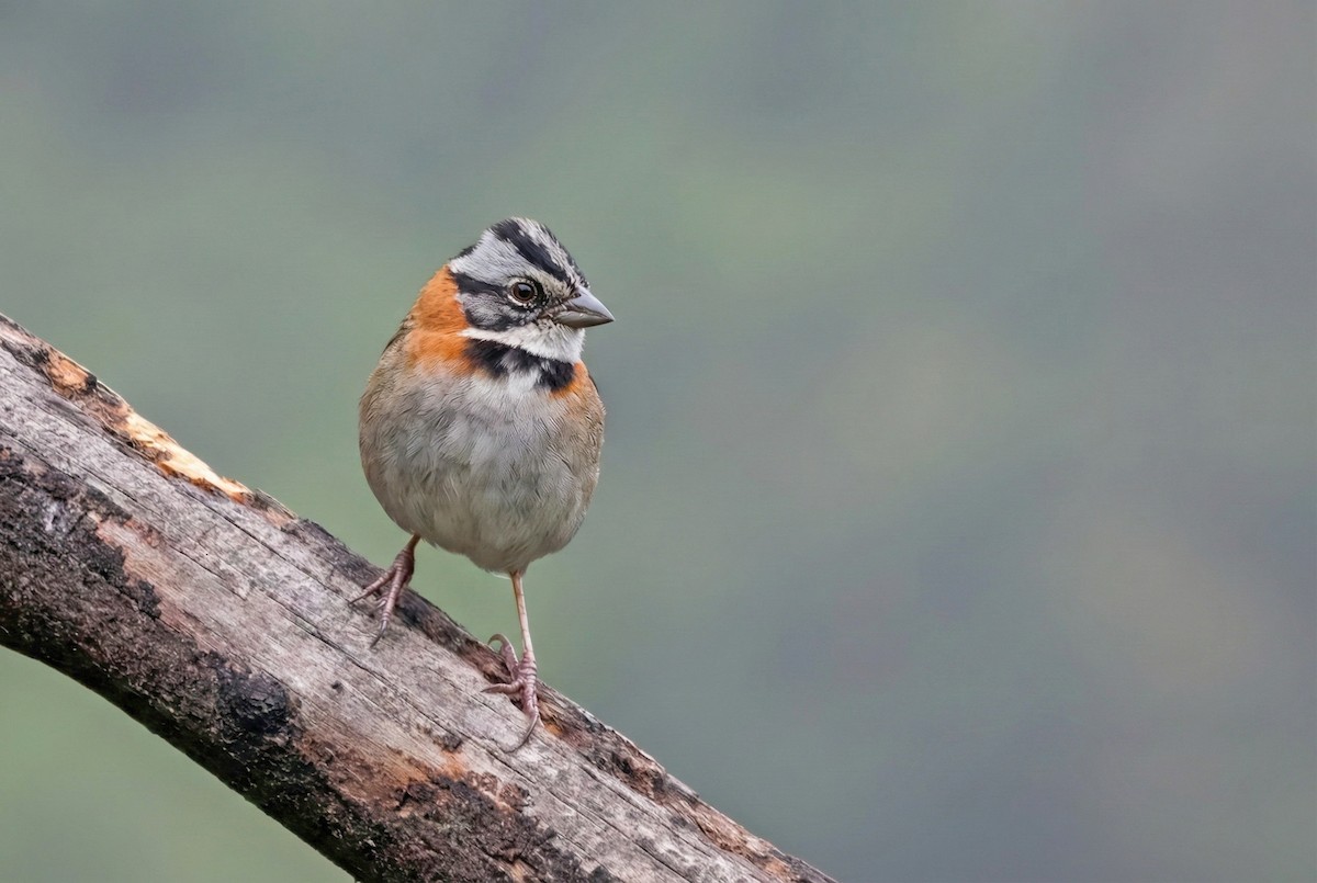 Rufous-collared Sparrow - ML645971466