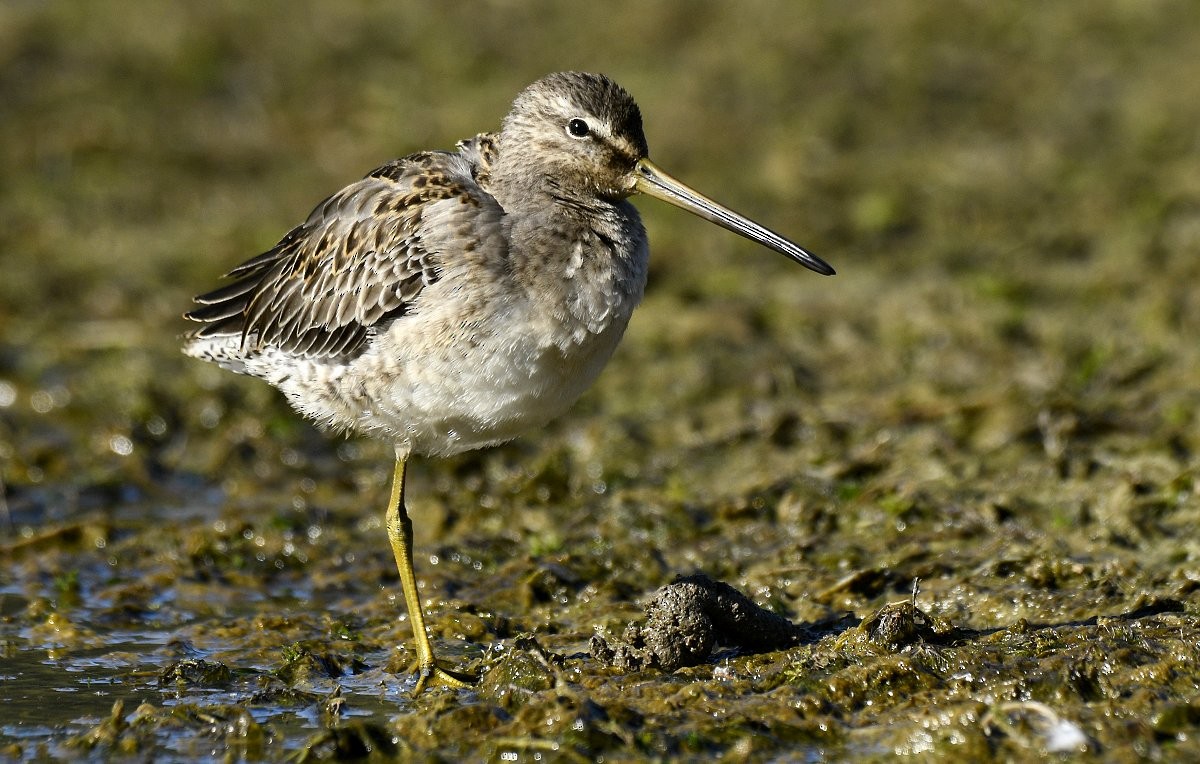 חרטומנית ארוכת-מקור - ML645971467