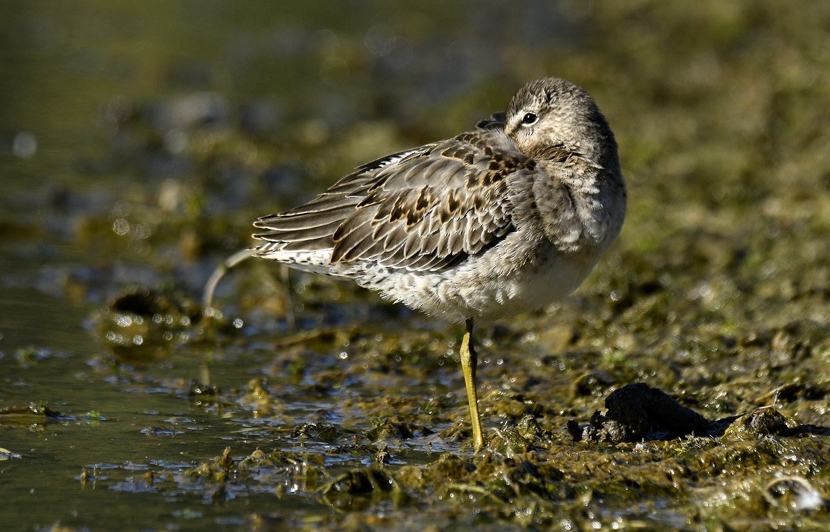 חרטומנית ארוכת-מקור - ML645971468