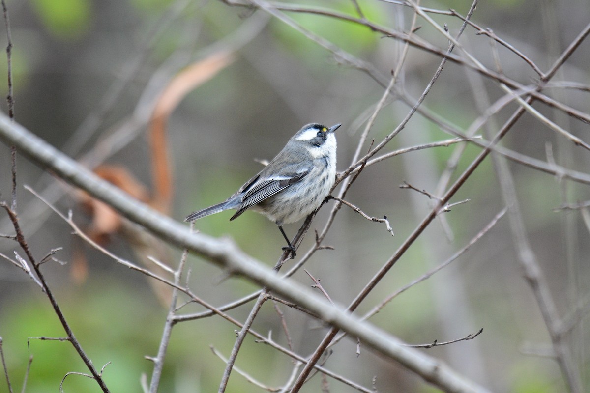 Black-throated Gray Warbler - ML645971469