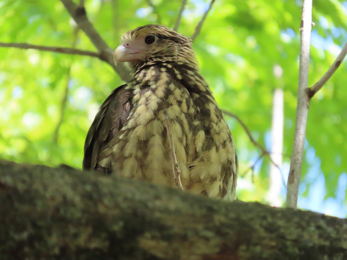 Yellow-headed Caracara - ML645971470