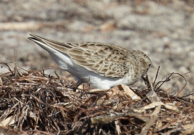 חופית זעירה - ML645971471