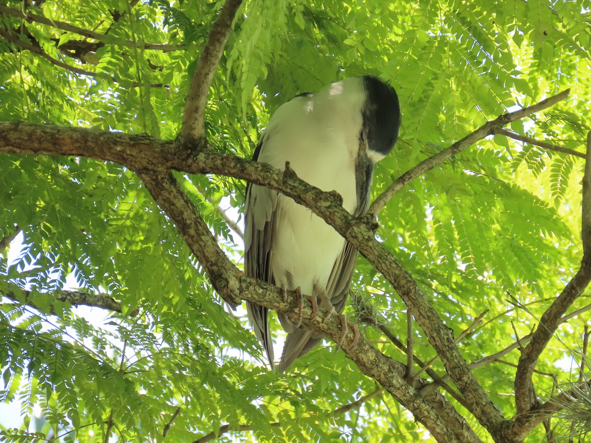 אנפת לילה - ML645971472