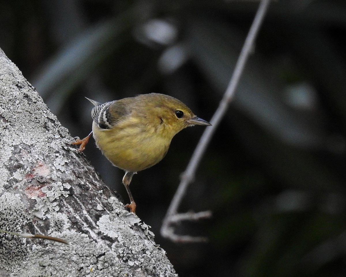 Blackpoll Warbler - ML645971474