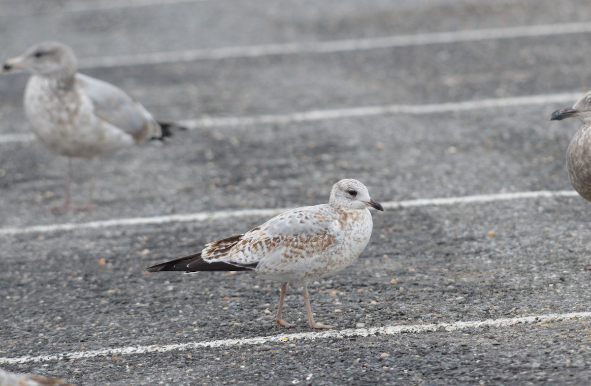 Ring-billed Gull - ML645971478