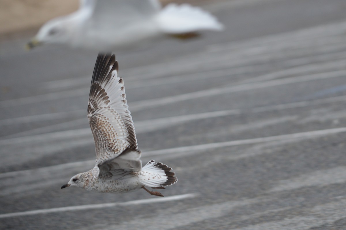 Ring-billed Gull - ML645971482