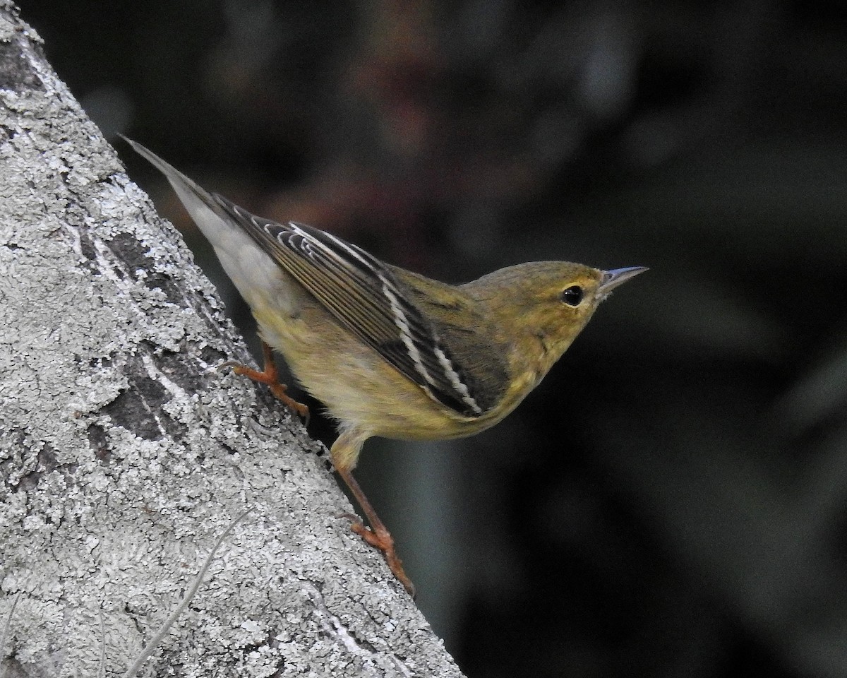 Blackpoll Warbler - ML645971488