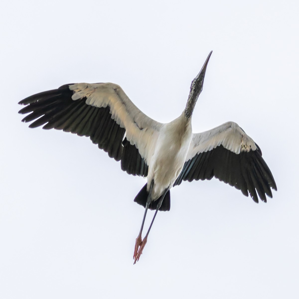 Wood Stork - ML645971489