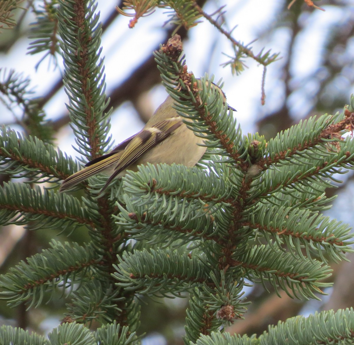 Erregetxo amerikarra - ML645971497