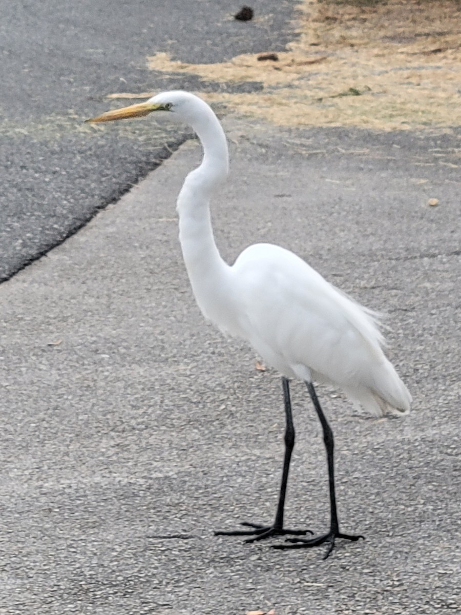 Koartza zuria - ML645971503