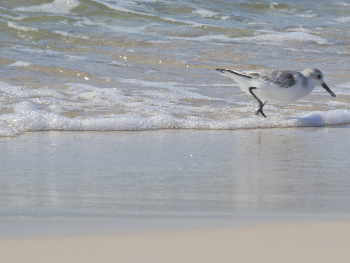 Txirri zuria - ML645971506