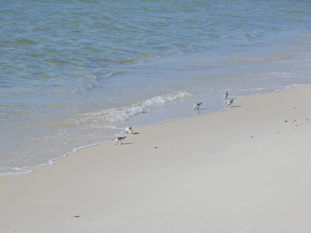 Txirri zuria - ML645971507