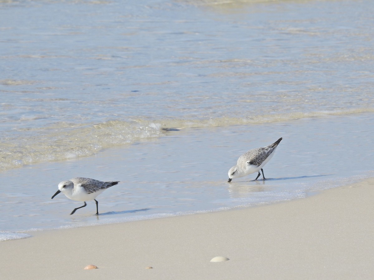 Txirri zuria - ML645971508