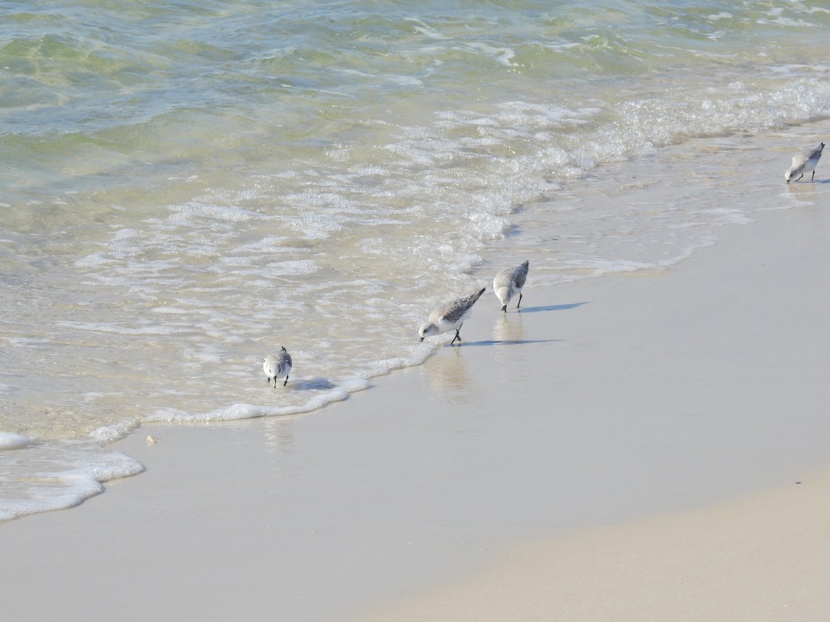 Txirri zuria - ML645971509