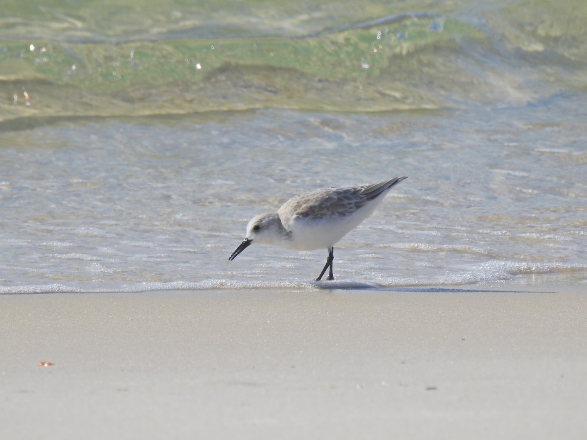 Txirri zuria - ML645971510