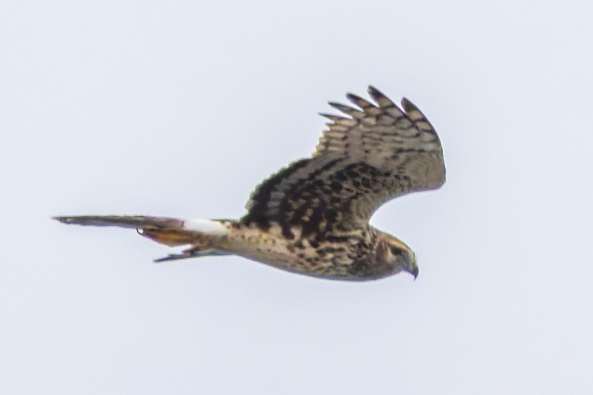 Northern Harrier - ML645971513
