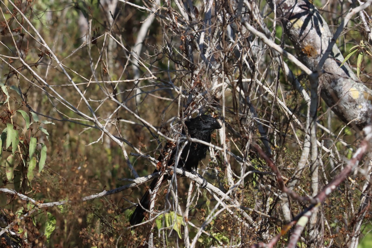 Smooth-billed Ani - ML645971515