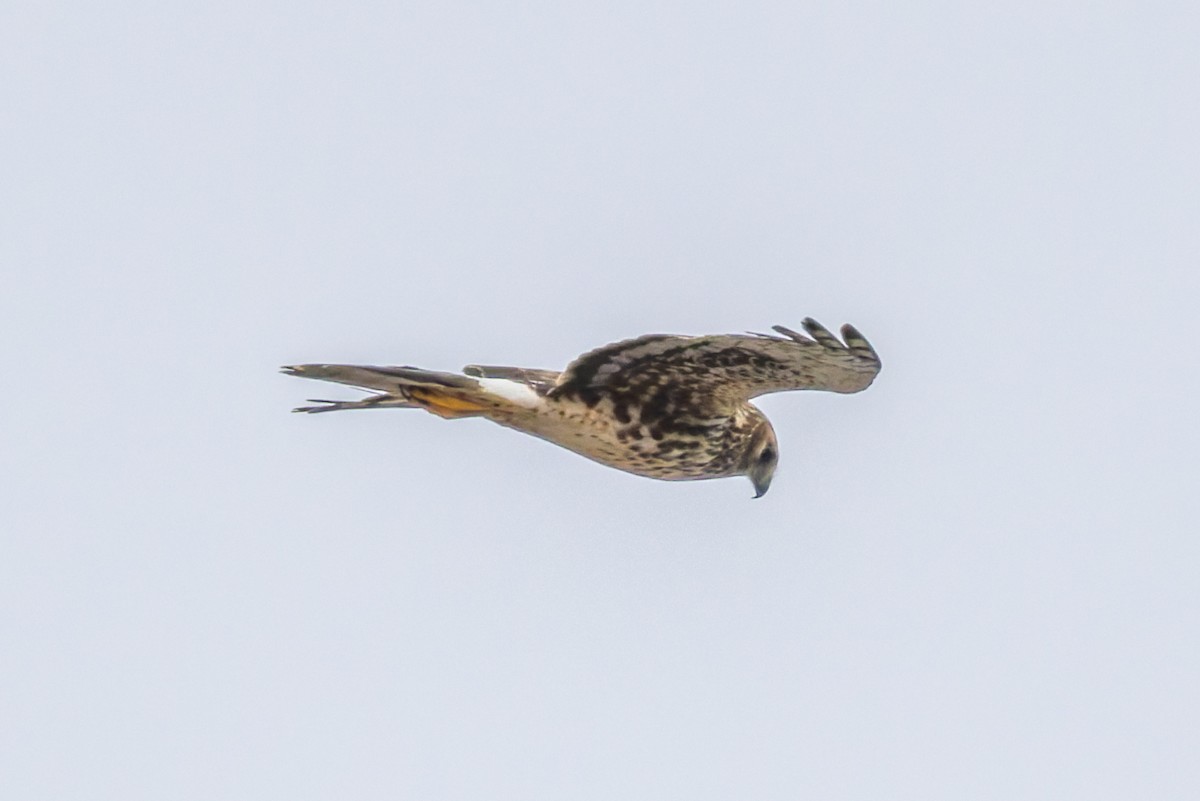 Northern Harrier - ML645971516
