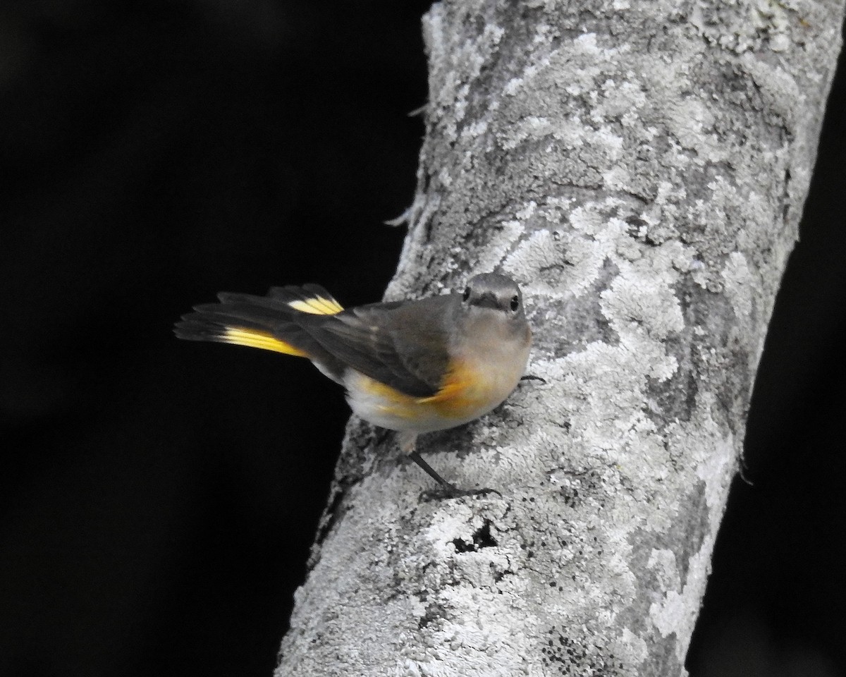 American Redstart - ML645971517