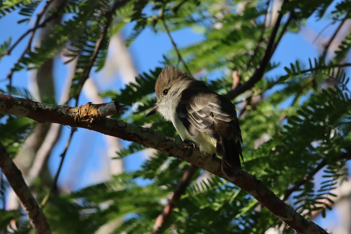 Галапагосский миарх - ML645971519