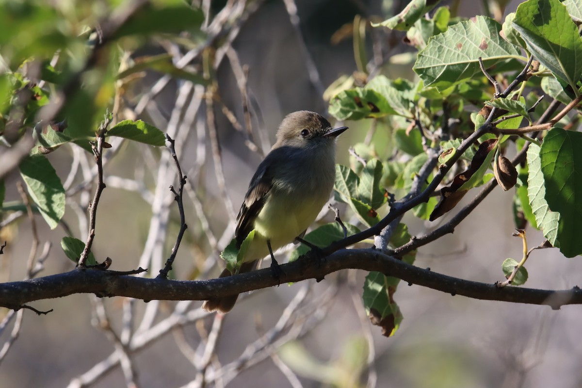 Галапагосский миарх - ML645971520