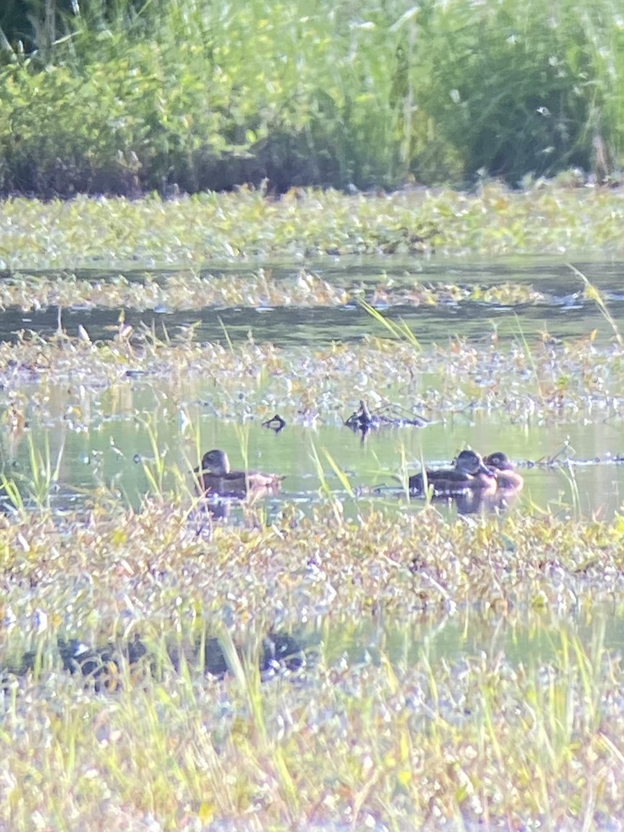 Ring-necked Duck - ML645971526
