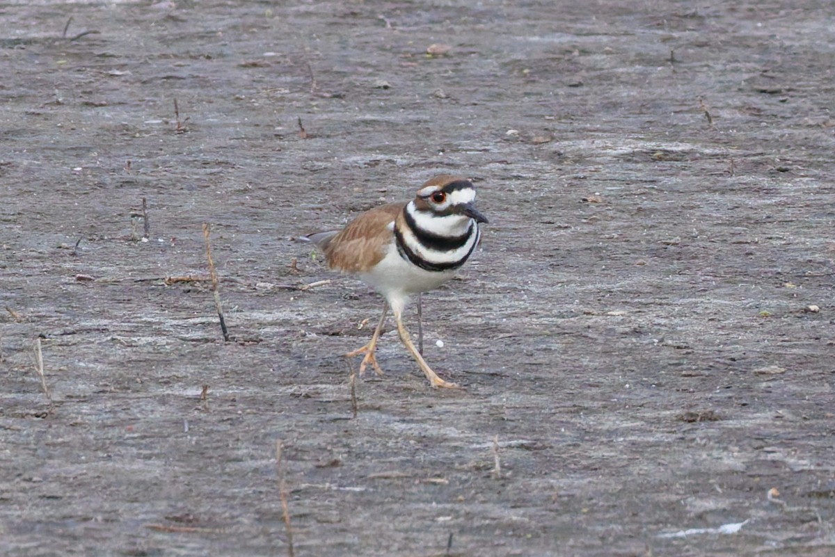 Killdeer - ML645971528