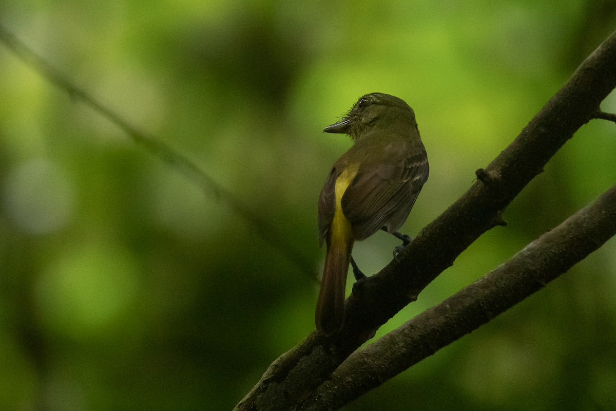 Bright-rumped Attila - ML645971529