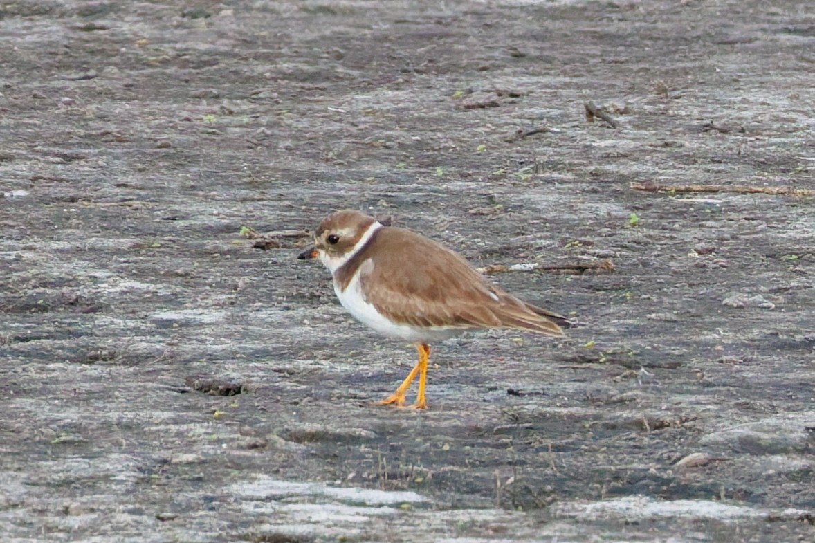 Semipalmated Plover - ML645971532