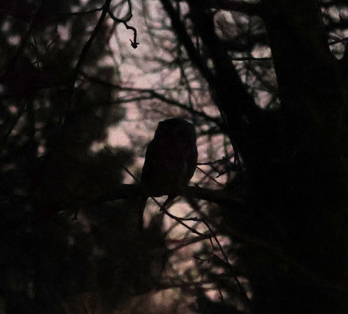 Eastern Screech-Owl - ML645971550