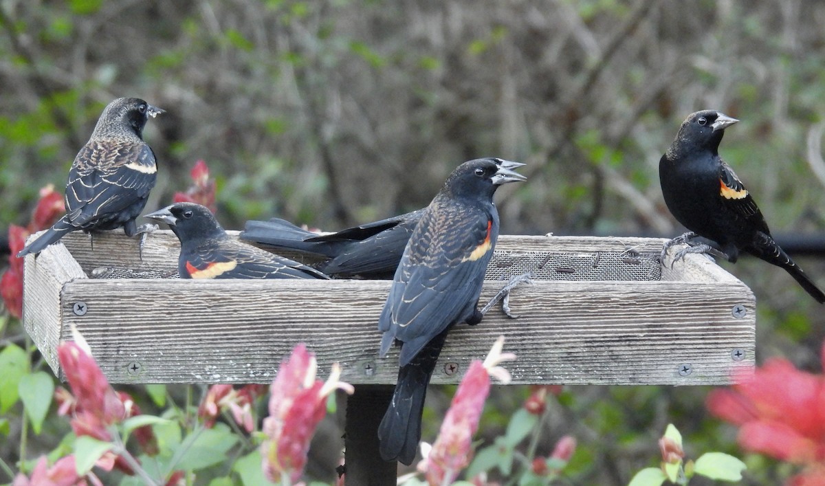 Red-winged Blackbird - ML645971555