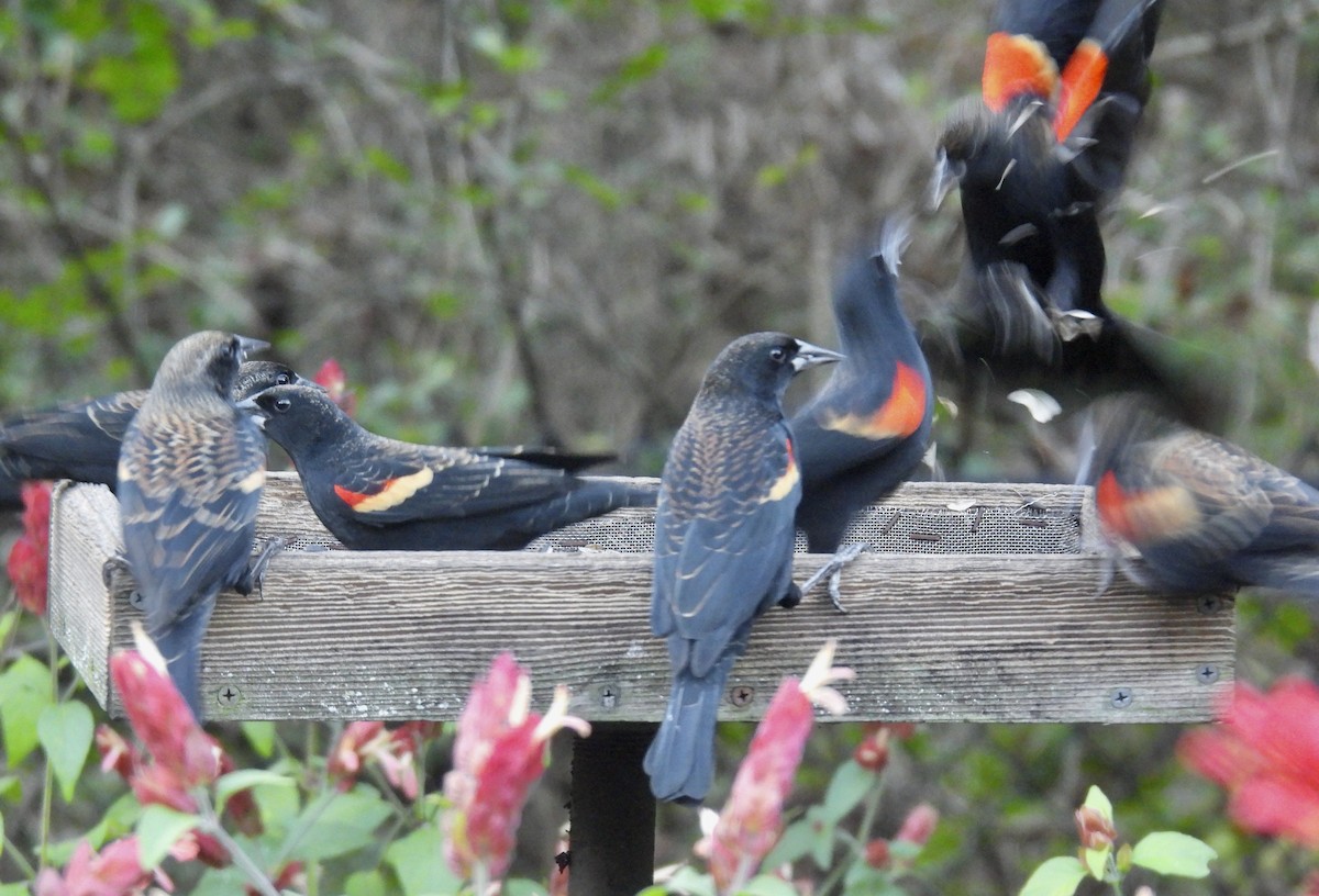 Red-winged Blackbird - ML645971556